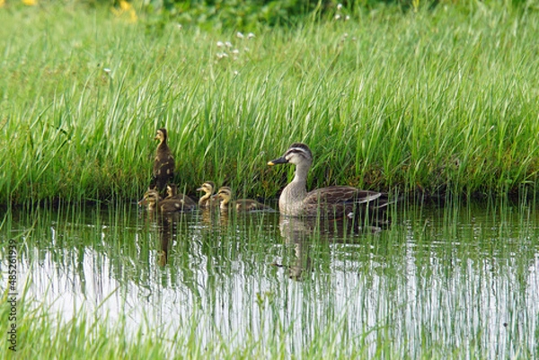 Obraz カルガモの親子