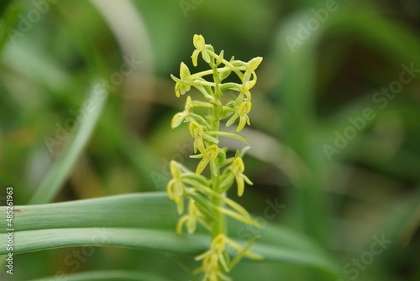 Obraz ガッサンチドリ