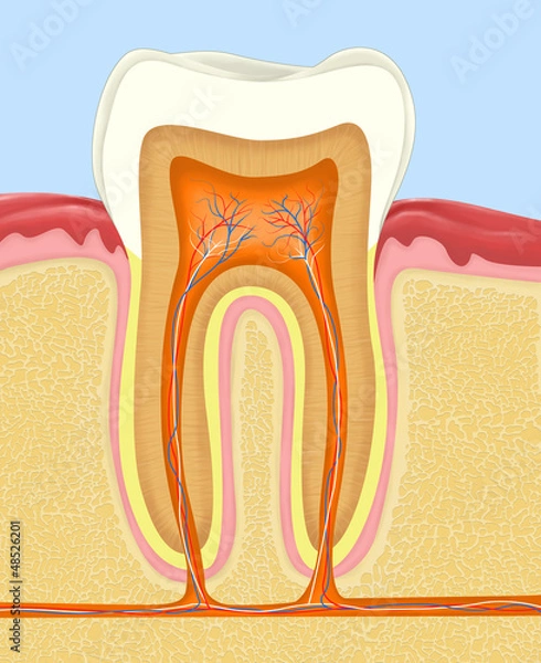 Fototapeta Medical illustration of human tooth anatomy showing crown, root, enamel, dentin, pulp and nerve structure. Suitable for dental education and healthcare use.