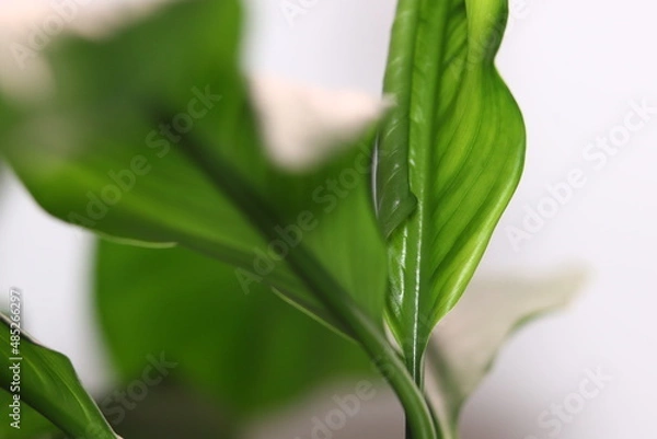 Obraz leaves green background blurred desktop wallpaper