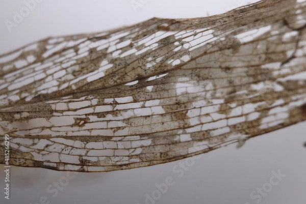 Obraz dried leaf skeleton, structure, holes