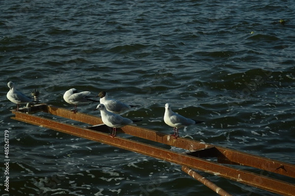 Fototapeta seagull on the pier