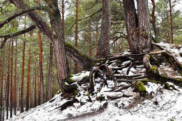 Obraz forest in winter
