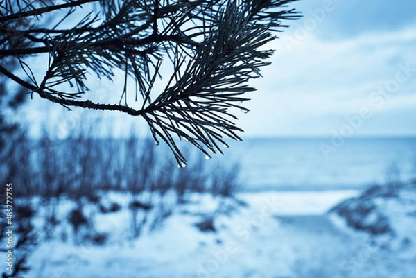 Obraz water drops on the tree