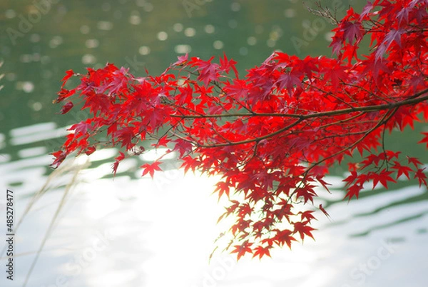 Obraz 秋の薬師公園