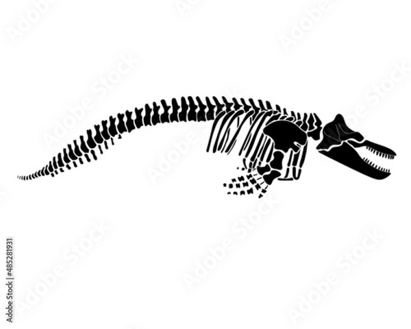 Fototapeta Graphic skeleton of a killer whale on a white background. Vector illustration.