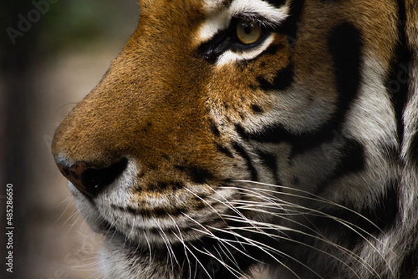 Fototapeta beautiful face of a tiger close-up in profile