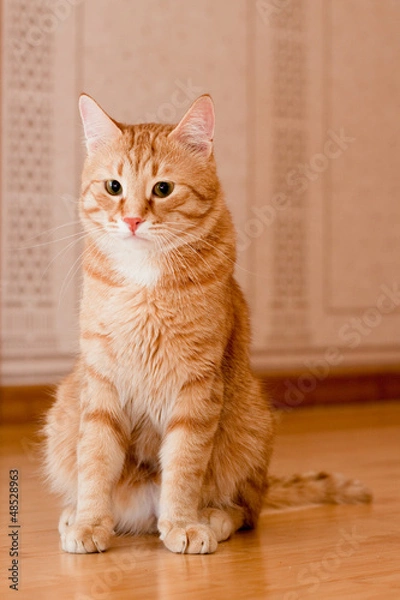 Obraz Ginger tabby cat