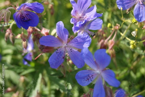 Obraz летние природные  дарования северных лугов