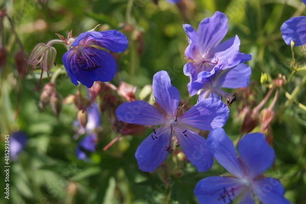 Obraz летние природные  дарования северных лугов