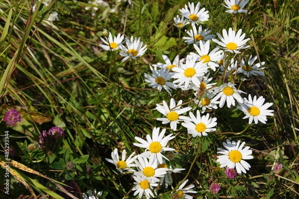 Obraz летние природные  дарования северных лугов