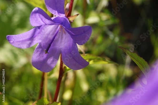 Obraz летние природные  дарования северных лугов