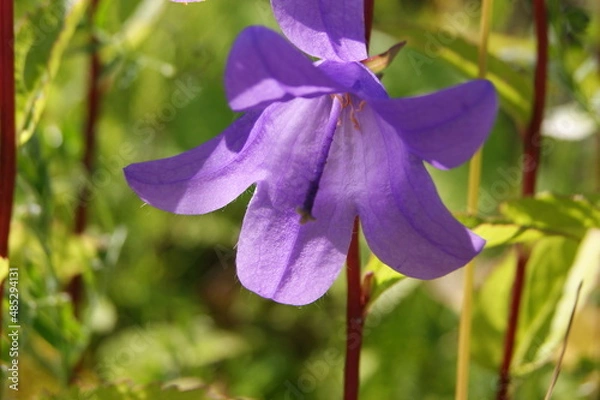 Obraz летние природные  дарования северных лугов