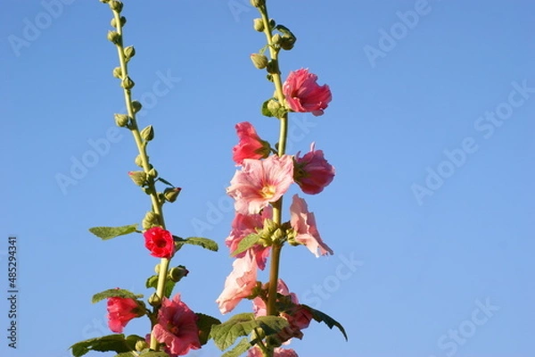 Obraz летние природные  дарования северных лугов