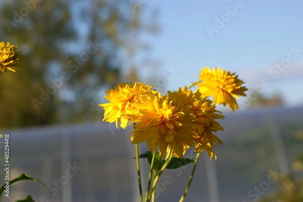 Obraz летние природные  дарования северных лугов