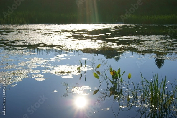 Obraz экологическое северное лето архангельская область 