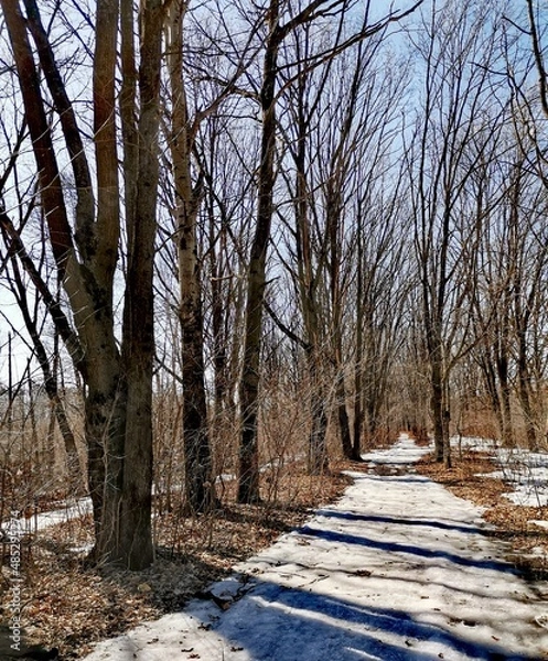 Obraz path in spring forest