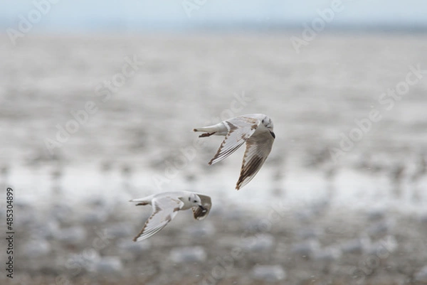 Obraz 有明海の干潟で越冬