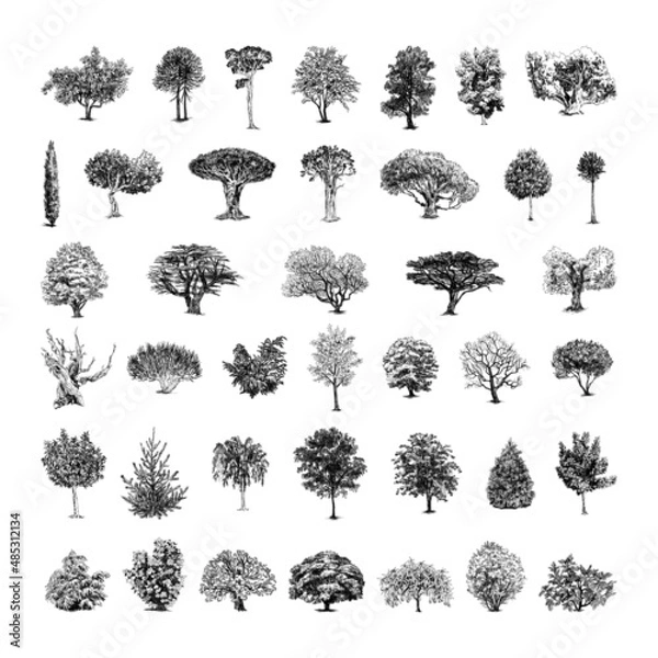 Obraz Collection of monochrome illustrations of trees in sketch style. Hand drawings in art ink style. Black and white graphics.