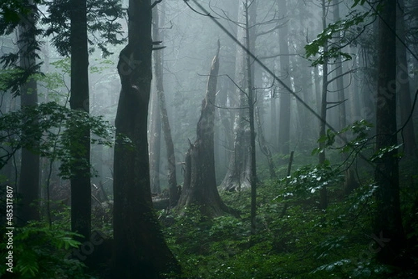 Obraz 霧がかる森