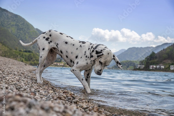 Fototapeta Dalmatiner