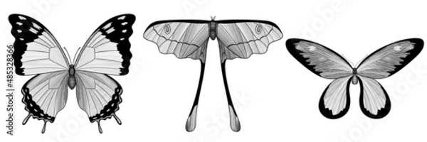 Fototapeta Set of graphic butterflies. Insects. Elements for design, illustrations, decoration. Black and white. Raster illustration.