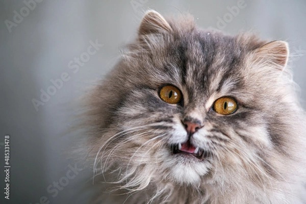 Obraz Fluffy gray cat close-up.