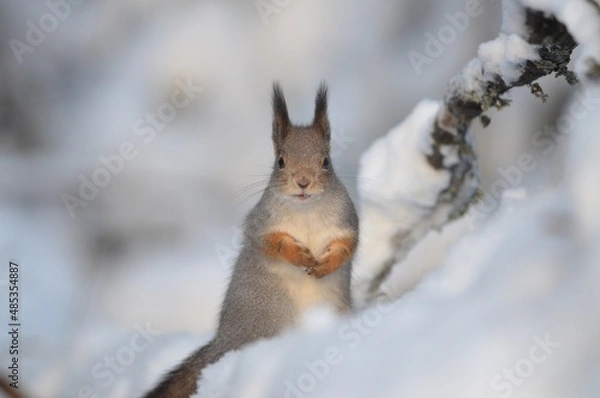 Obraz squirrel on the snow