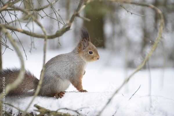 Fototapeta squirrel on a tree