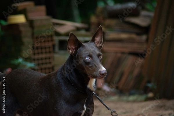 Obraz heterochromia dog