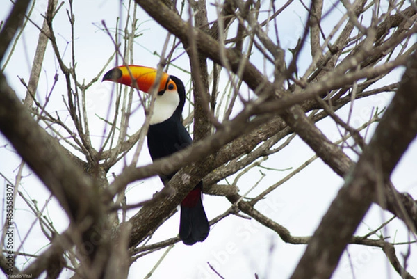 Obraz toucan among the branches