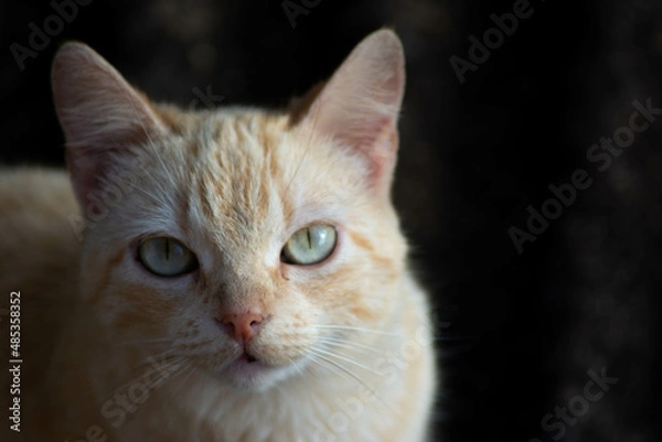 Obraz yellow cat from the front