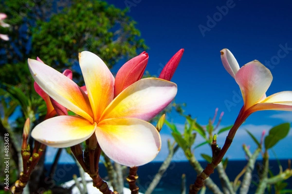 Obraz Tropical frangipani flower
