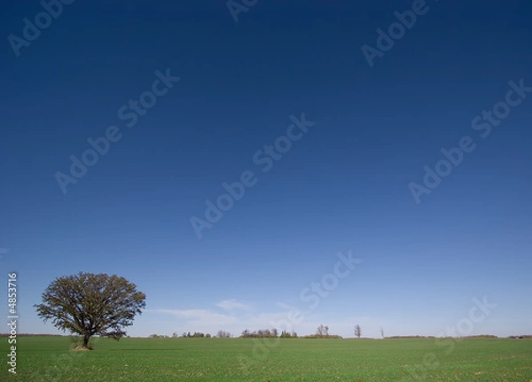 Obraz Lone Tree in Field
