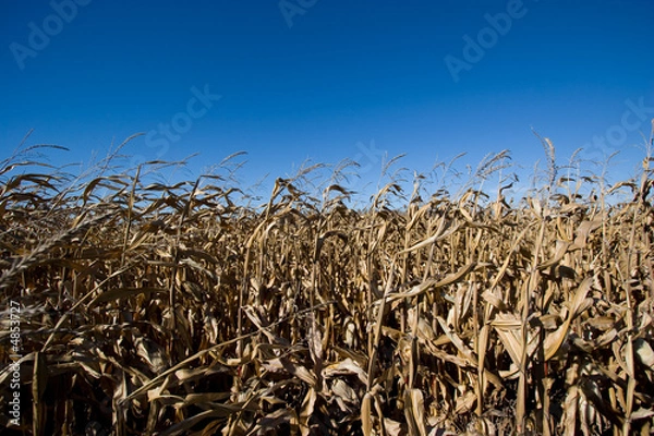 Obraz Corn Field