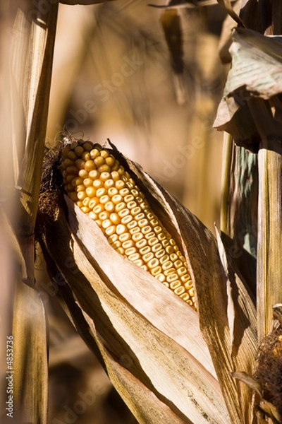 Obraz Corn Cob on Stalk
