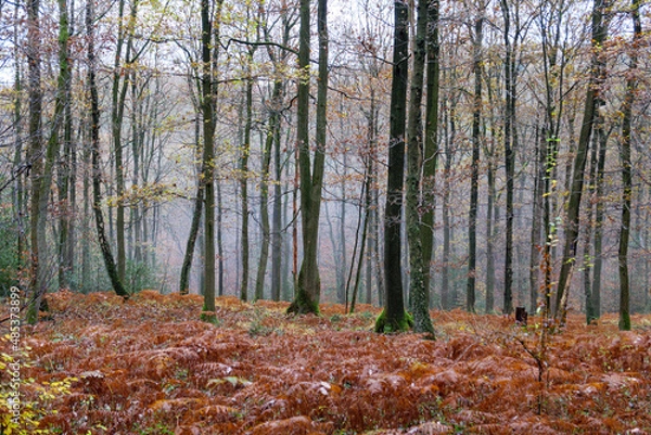 Fototapeta Herbstwald