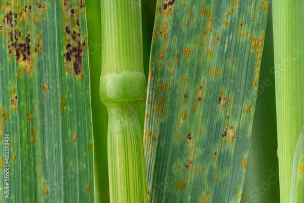 Obraz Wheat leaf rust