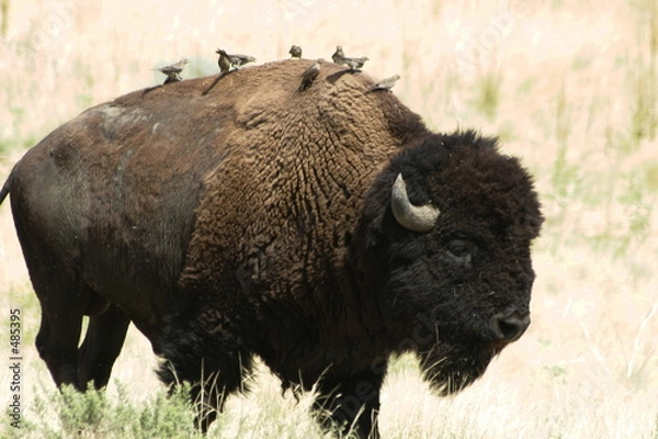 Obraz buffalo fleas #6