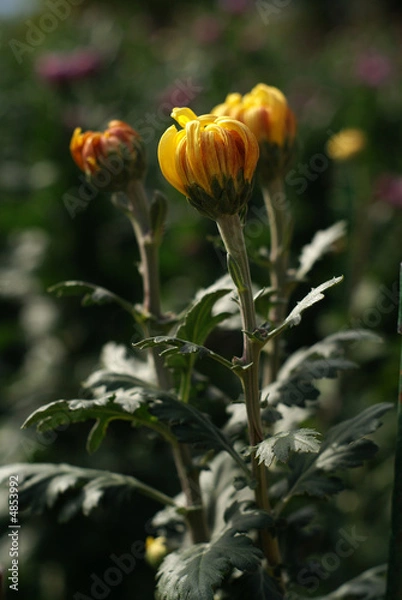 Fototapeta Chrysanthemum in Nikita botanical garden, Crimea Ukraine
