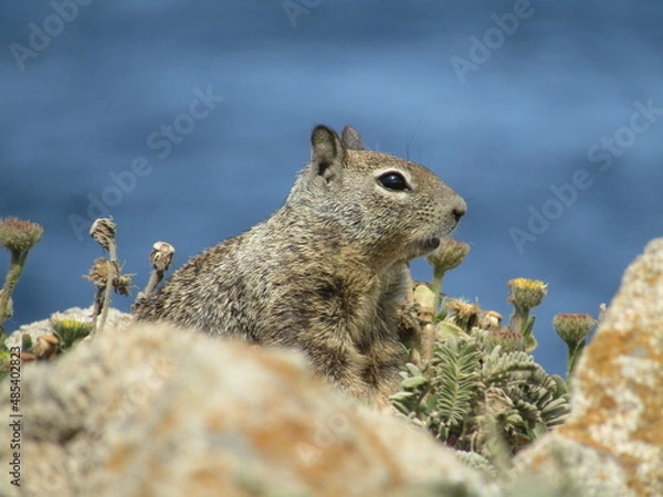 Obraz on the lookout