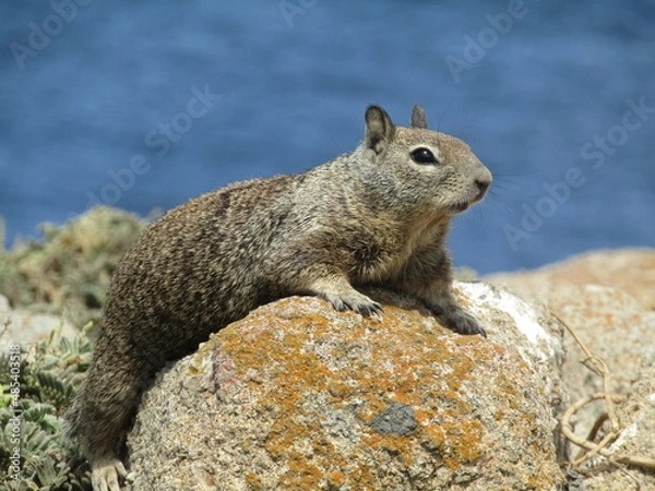 Obraz getting some sun