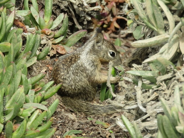 Obraz tantalizing succulent