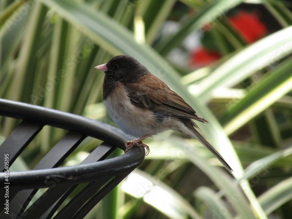 Obraz sparrow shopping 