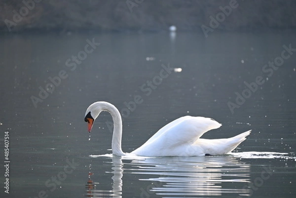 Obraz Beautiful swan