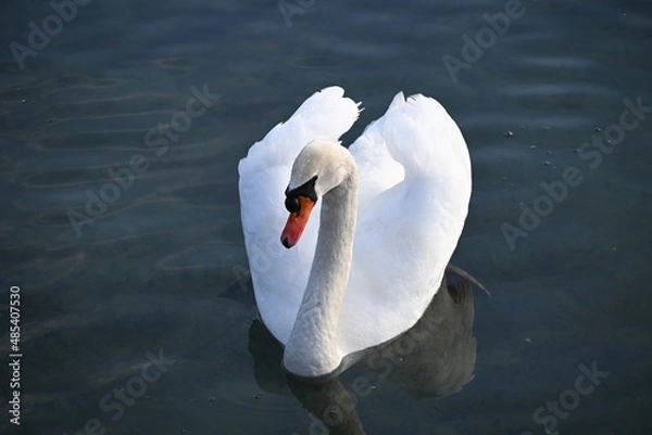 Obraz Swan heart