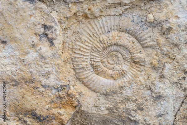 Fototapeta The imprint of a prehistoric ammonite shell in a stone. Paleontological preserved evidence of ancient life. Spiral fossil. Snail-like shell