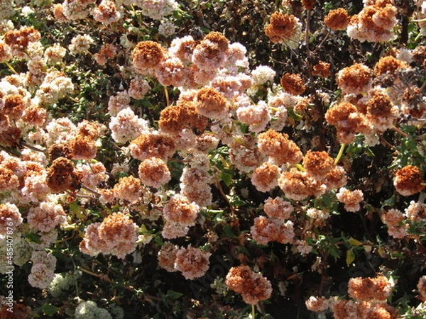 Obraz Afternoon Bloom