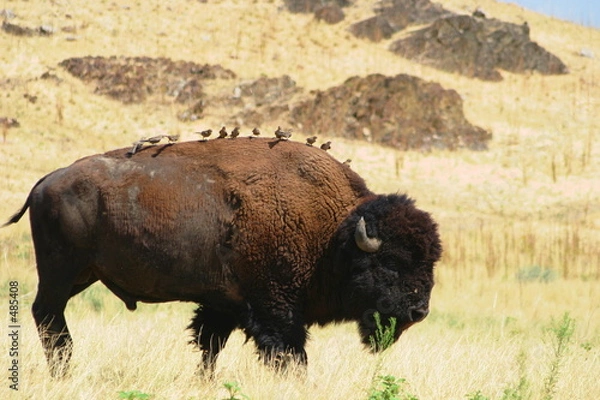 Obraz buffalo fleas #3