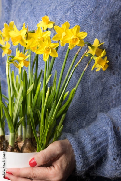 Fototapeta White young woman dressed in blue wool sweater holding a beautiful group of blooming daffodil flowers in a white pot.